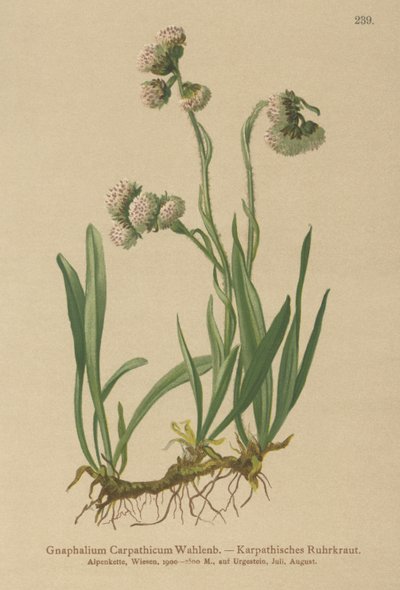 Hierba de cudweed (Gnaphalium Carpathicum) de German School