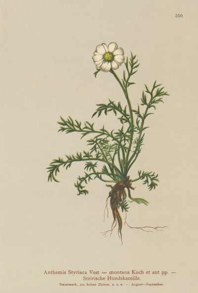 Manzanilla perruna (Anthemis Styriaca, Anthemis montana) de German School