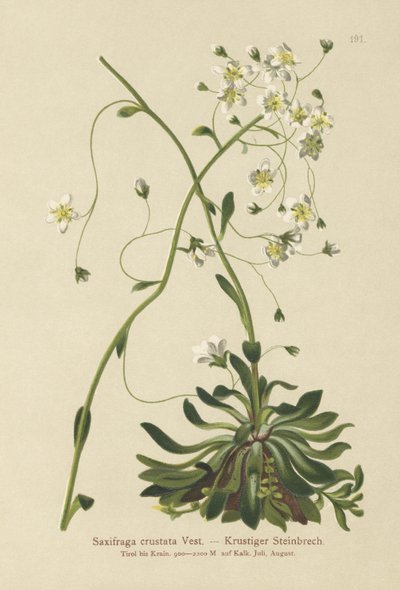 Saxífraga incrustada (Saxifraga crustata) de German School