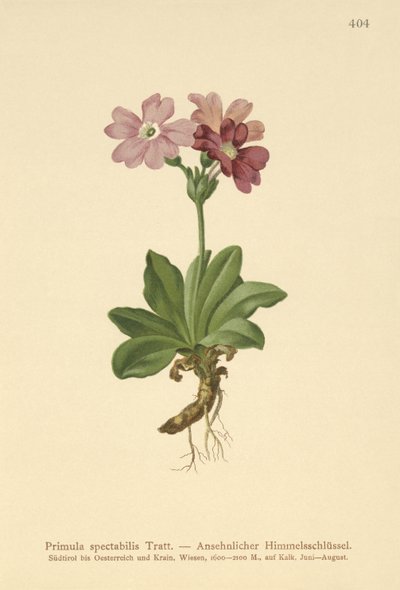 Primavera alpina europea (Primula spectabilis, Auriculastrum primula) de German School