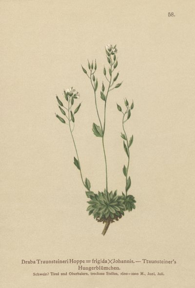 Draba frígida (Draba traunsteineri, Draba frigida) de German School