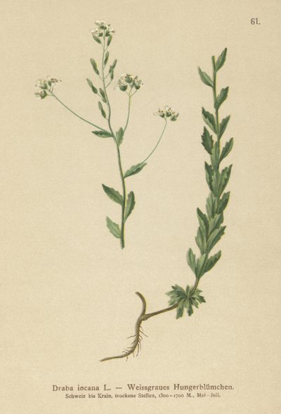 Draba gris (Draba incana) de German School