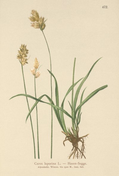 Juncia de Liebre (Carex leporina, Carex ovalis) de German School