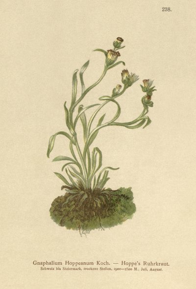 Hierba de cudweed de Hoppe (Gnaphalium Hoppeanum, Omalotheca hoppeana) de German School