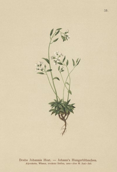 Draba de Johannis (Draba johannis) de German School