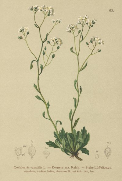 Kernera (Kernera saxatilis, Cochlearia saxatilis) de German School