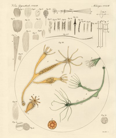 Lupa y entretenimientos microscópicos de German School