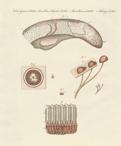 Estudio microscópico de la lengua de la vaca de German School