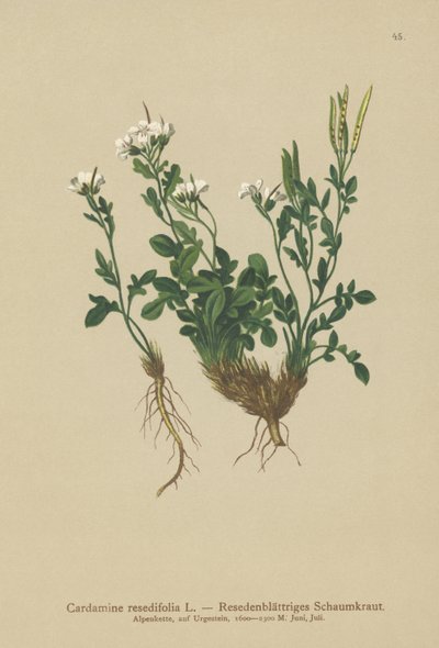 Berro amargo de hojas de mignonette (Cardamine resedifolia, Arabis bellidioides, Cardamine heterophylla) de German School