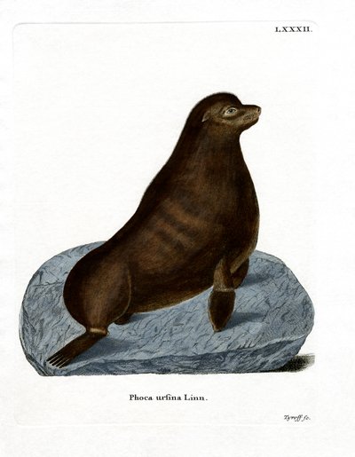 Foca de Piel del Norte de German School