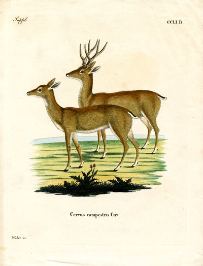 Venado de las Pampas de German School