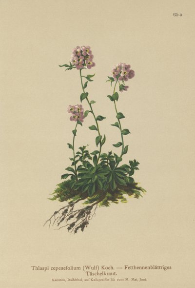 Thlaspi (Thlaspi cepeaefolium) de German School