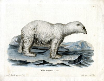 Oso Polar de German School