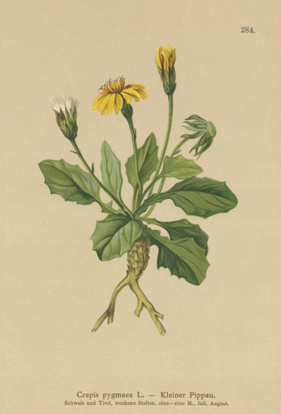 Crepis pigmea (Crepis pygmaea, Hieracium pumilum) de German School