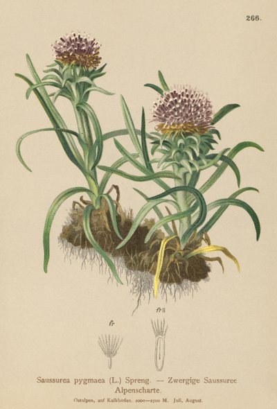 Saussurea pigmea (Saussurea pygmaea) de German School