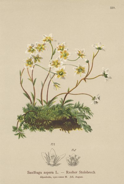 Saxífraga áspera (Saxifraga aspera) de German School