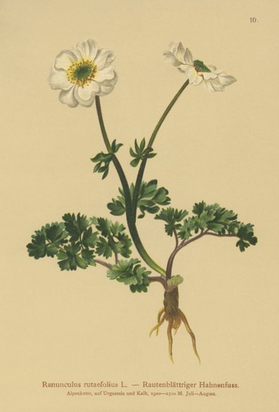 Ranúnculo de hojas de ruda (Ranunculus rutaefolius) de German School