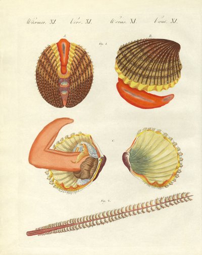 Criaturas marinas de German School