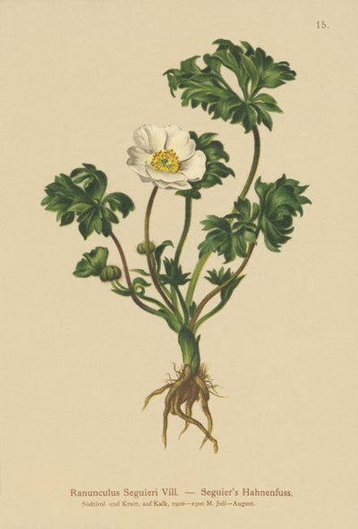 Ranúnculo de Seguiers (Ranunculus Seguieri) de German School