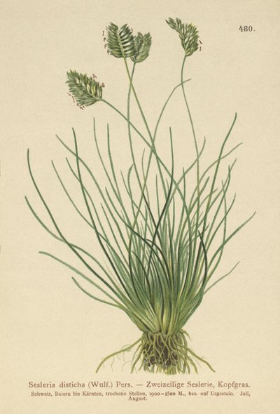 Sesleria (Sesleria disticha, Oreochloa disticha) de German School