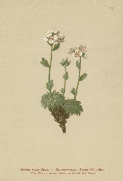 Draba nivea (Draba nivea) de German School