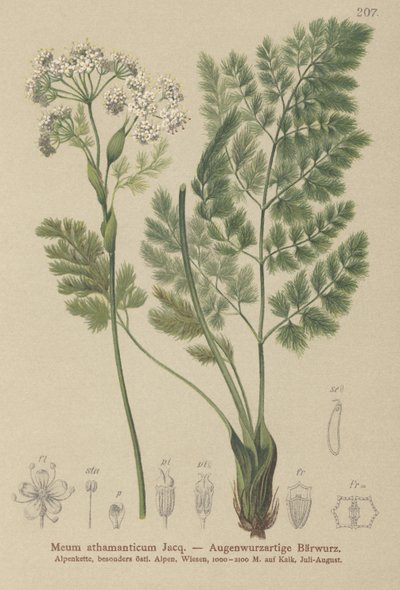 Spignel (Meum athamanticum) de German School