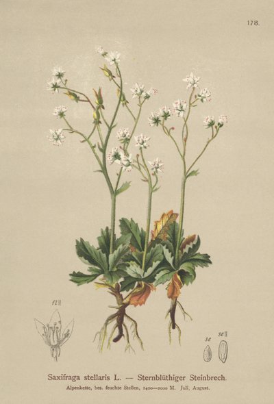 Saxífraga estrellada (Saxifraga stellaris) de German School