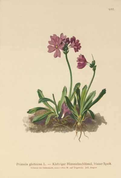 Primavera pegajosa (Primula glutinosa) de German School