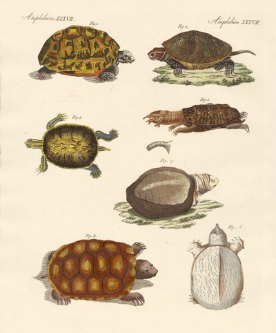 Tortugas extrañas de German School