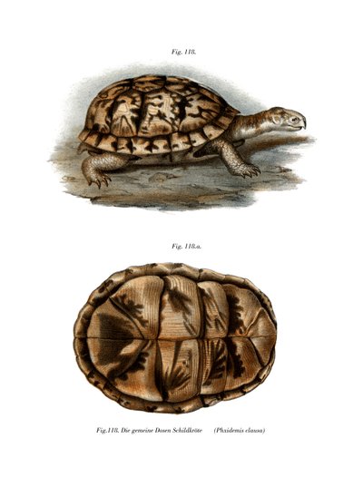 Terrapin de German School