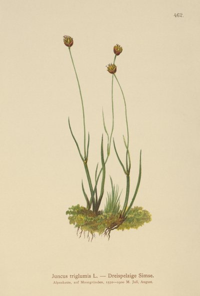 Juncia de Tres Cáscaras (Juncus triglumis) de German School