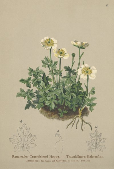 Ranúnculo de Traunfellners (Ranunculus Traunfellneri) de German School