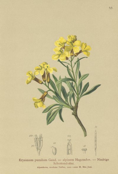 Alhelí enano (Erysimum pumilum, Erysimum alpinum) de German School