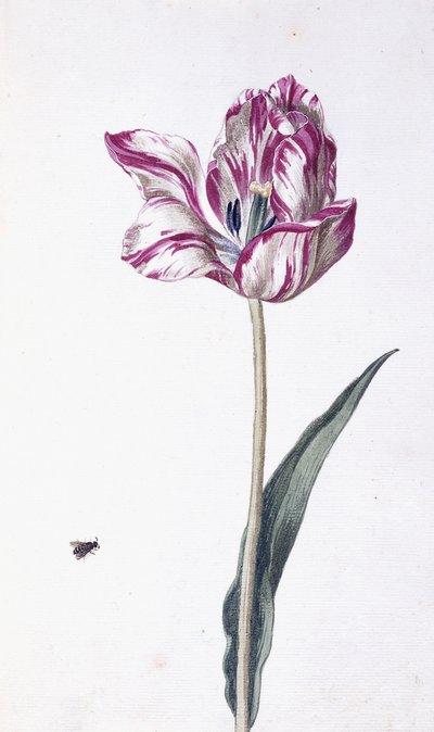 Tulipán y abeja, siglo XVIII de German School