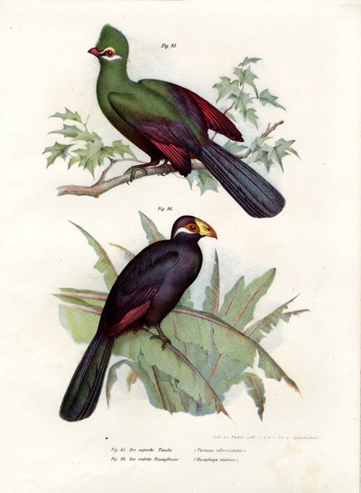 Turaco de Cresta Blanca, 1864 de German School