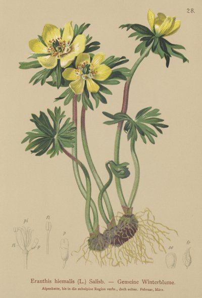 Acónito de invierno (Eranthis hiemalis, Eranthis hyemalis) de German School