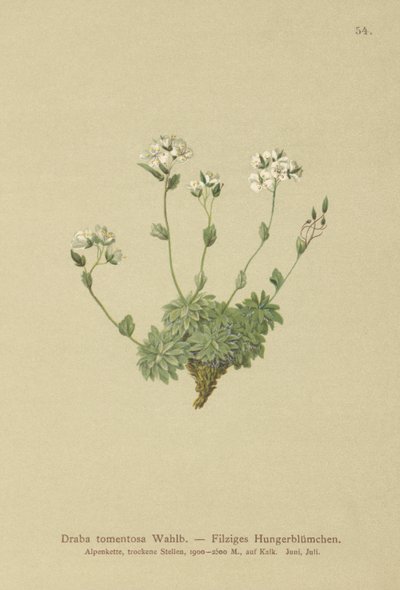 Draba lanosa (Draba tomentosa) de German School