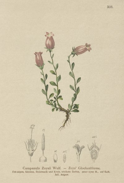 Campanilla de Zois (Campanula Zoysii) de German School