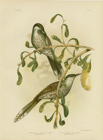 Ave Lumulated Wattlebird o Little Wattlebird, 1891 de Gracius Broinowski