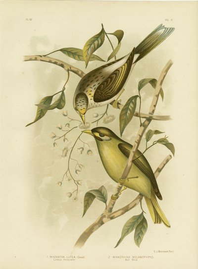 Honeyeater Luteous o Minero de Garganta Amarilla, 1891 de Gracius Broinowski