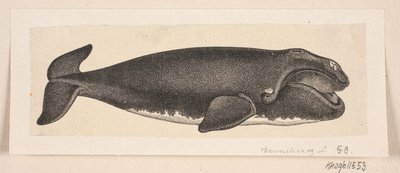 Una ballena de H. C. Henneberg