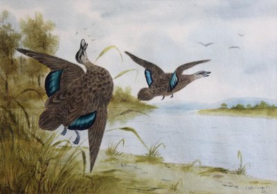 Patos negros del Pacífico de H. H. Calvert