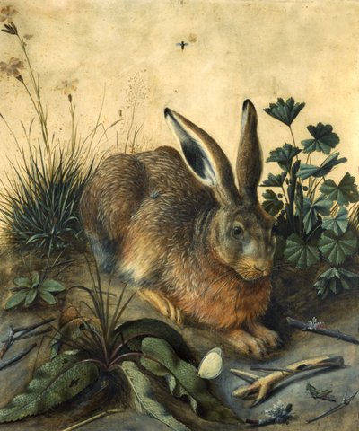 Liebre de Hans Hoffmann