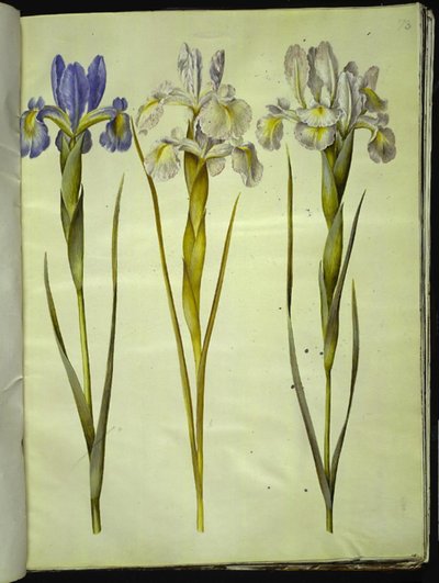 Iris latifolia (iris inglés) de Hans Simon Holtzbecker