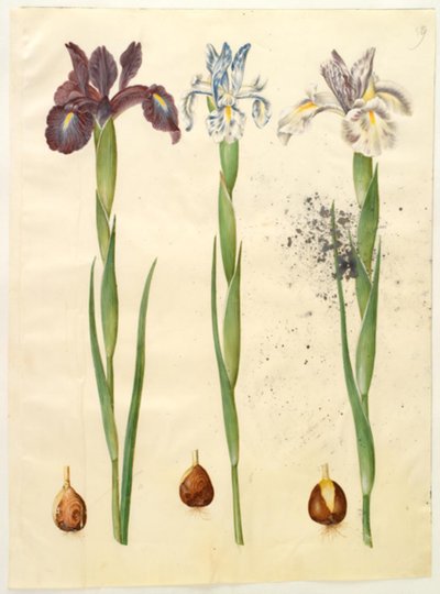 Iris latifolia (iris inglés) de Hans Simon Holtzbecker