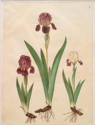 Iris ×lurida (híbrido de iris) de Hans Simon Holtzbecker