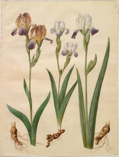 Iris ×sambucina (iris de saúco); Iris ×amoena (iris híbrido) de Hans Simon Holtzbecker