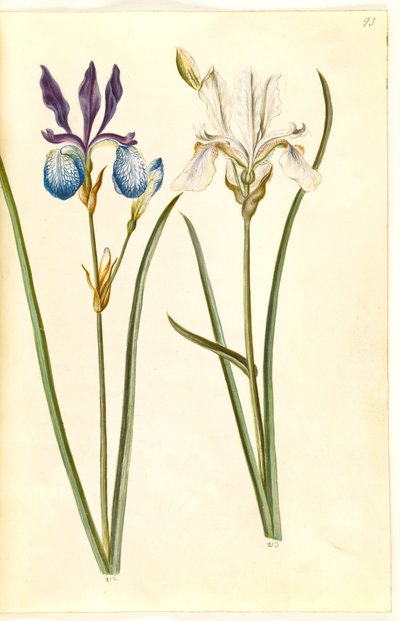 Iris sibirica (iris siberiano) de Hans Simon Holtzbecker