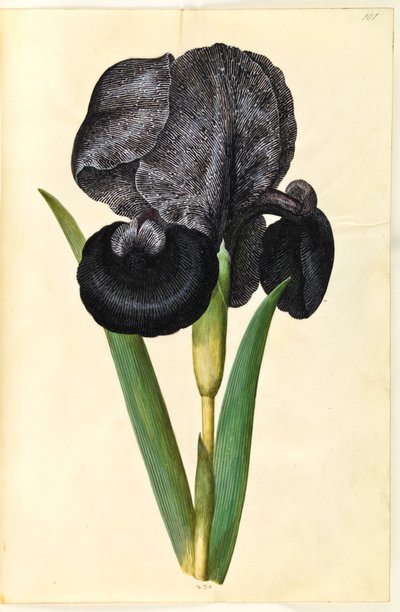 Iris susiana (iris de luto) de Hans Simon Holtzbecker