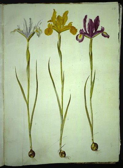 Iris xiphium (iris español) de Hans Simon Holtzbecker